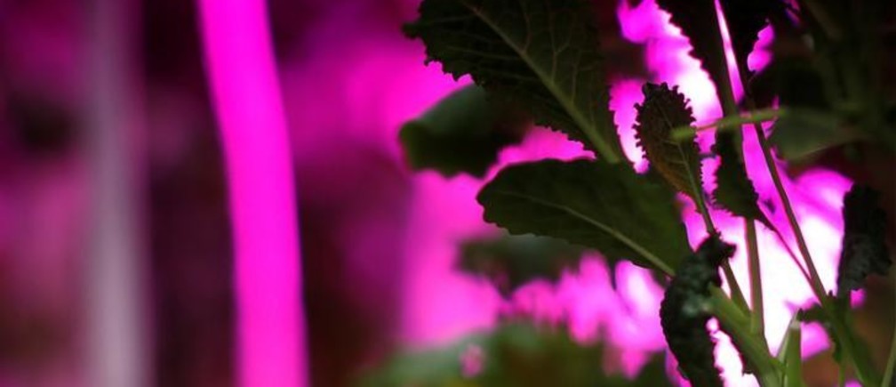 Urban Farming is Changing the Future of Agriculture